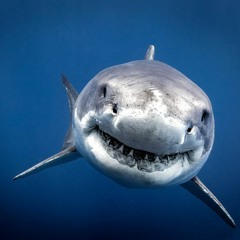 Shark Tech
