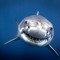 Shark Tech