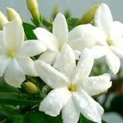 Sherin Mohie