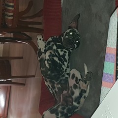 pili