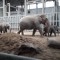 Where The Elephants Are