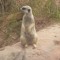 lil meerkat