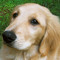 BEAR_REMY