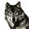 Wolfman
