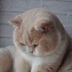 Băng Sương Nguyễn