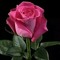 asad
