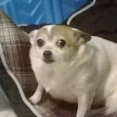 Pedro Rocha Passareli