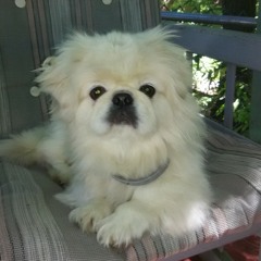 Brady