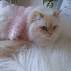 Richbeauty Jp