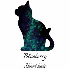 Blueberry Shorthair