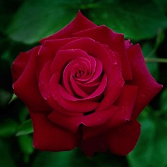 Noriko Rose