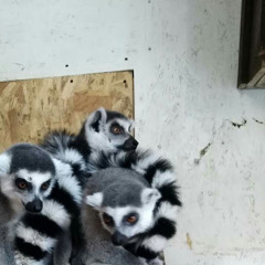 саша болюк олександр