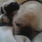Ender Pug