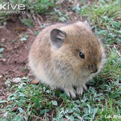 pika