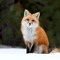 Sifox