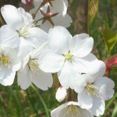 樹羅川村（KAWA）