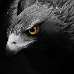 _Frey_Frey_