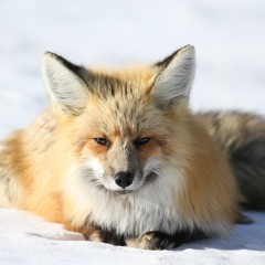 lashawn renee Politz