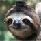 Philosloth
