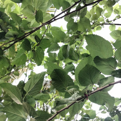 alejandro castillo yucra