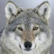 wolfy
