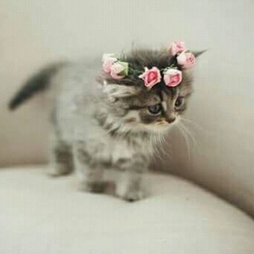 صباح الخير