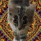 Astro Cattin