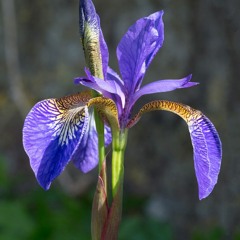 Purple Iris