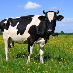 for country road trip