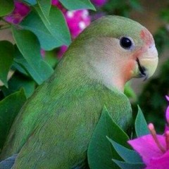 Cute bird