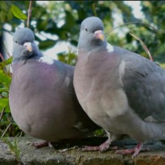 The Floppy Fleathers