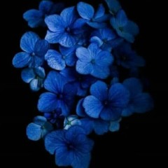 Blue 💙