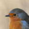 Tip Tip The Bird