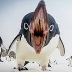 mr SUPER penguin