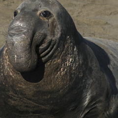 Elephant Seal