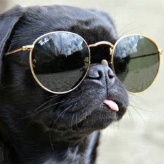 Pugs Rule