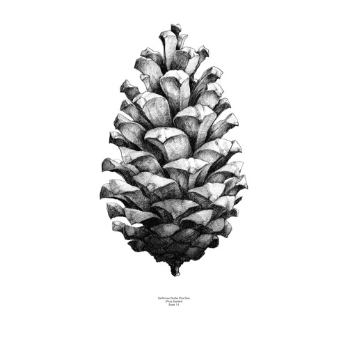 Pinus coulteri’s avatar