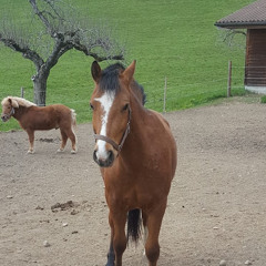 Nicole und ihre Pferde