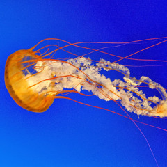 riptide9091