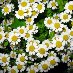 Ingal Warren