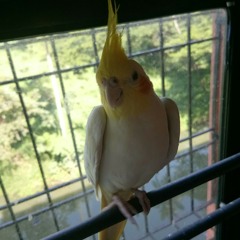 rishi