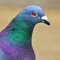 GreasyPigeon