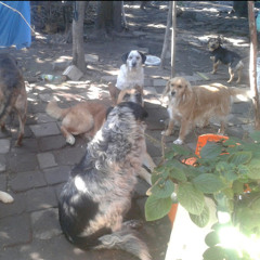 Patricia Andrea Maraboli