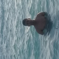 mohamed ahmed