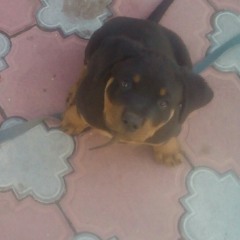 shamil