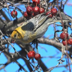 Cantabrook Daugherty