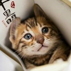 呂小錡