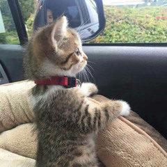 CoolKitten Master
