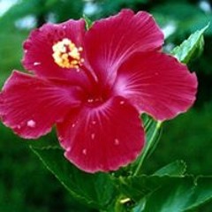 Ptit Hibiscus