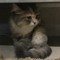 Fatpotatocat123